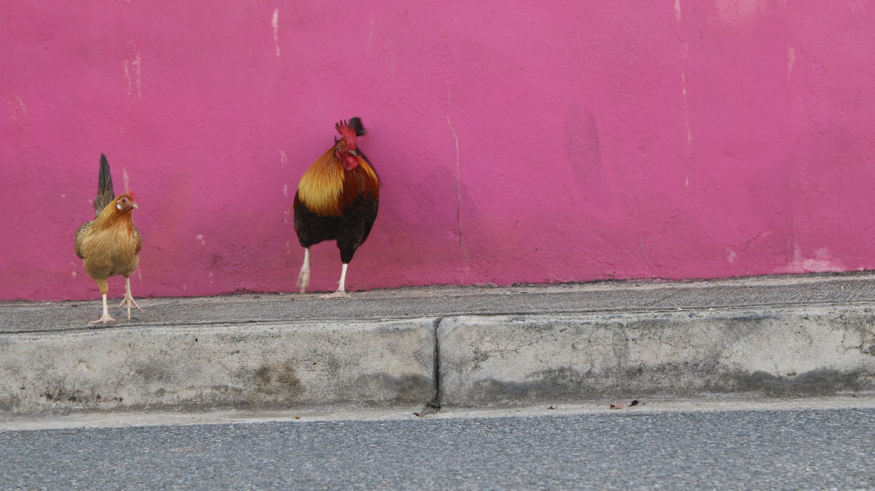 Un gallo y una gallina junto a una pared rosada en Vieques.